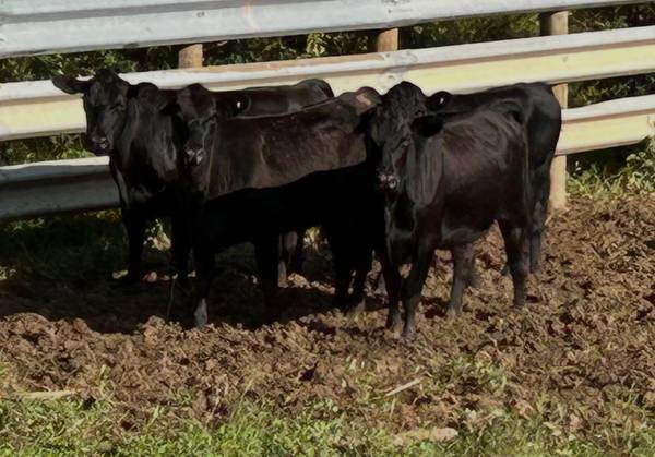 Angus heifers 1