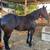 4 year old mare 5 thumbnail