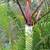 Malagasy Palms ///// DYPSIS (Chrysalidocarpus) species 2 thumbnail