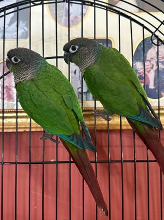 Conures 1