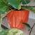 Green healthy plant in a ceramic pot, 10 thumbnail