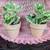 Houseplants Many to choose from 1 thumbnail