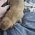Belgian malinois mix 4 thumbnail