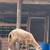 Sheep 1 thumbnail