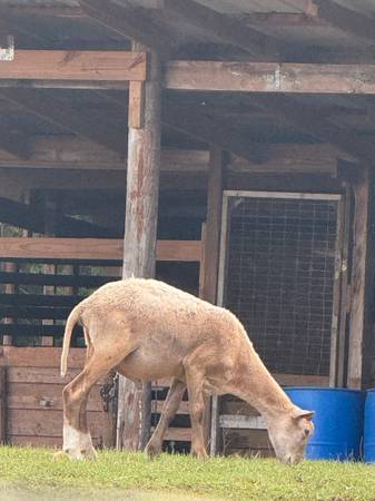 Sheep 1
