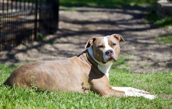 Brindle pitbull 3 yrs old (Killeen)63839345222913120