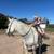 Bombproof family horse 1 thumbnail