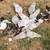 Muscovy duck Growouts 6 thumbnail