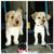 DOG GROOMING NYC CERTIFIED DOG GROOMER 2 thumbnail