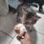 Male Cat 1 thumbnail
