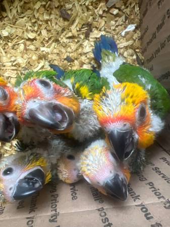 Sun conures and jendays (Port st lucie)63667812854787120