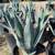 Agave 3 thumbnail