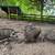 Hobby Farm pigs 5 thumbnail