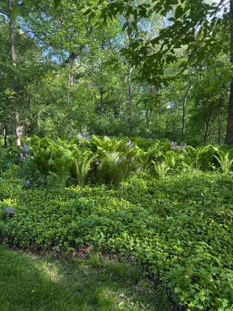 Ferns - free 1