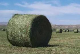 2nd Cutting Alfalfa Round Bales 1