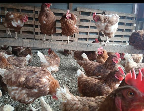 gallinas a la venta-Chickens for sale - $10 (Birmingham)63469639934849120