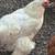 Layer  hens 9 thumbnail