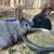 Rabbits 5 thumbnail