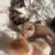KITTEN R US 8 thumbnail