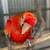 Female Scarlet Macaw 3 thumbnail