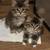 British kittens 9 thumbnail