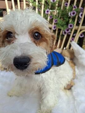 rehoming puppies!! (La Crescenta/ Montrose)63829900059907121