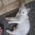 Flame point kittin 3 thumbnail