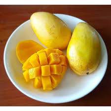 Mango Manila trees 1