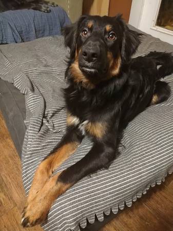 Missing Dog (Black and Tan, Fluffy Large) 1