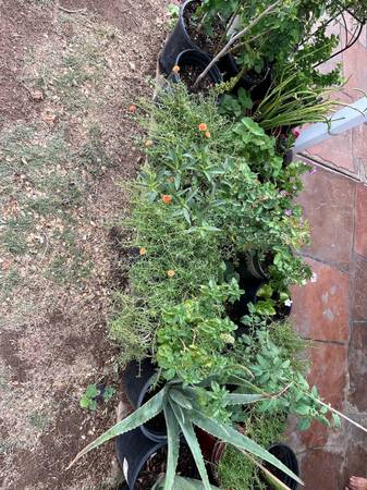 Need Gone Assorted Collection Of Plants 1