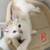 Ragdoll Kittens 🎀😻😺 5 thumbnail