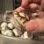Tortoise sulcata 1 thumbnail