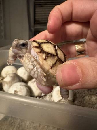 Tortoise sulcata 1
