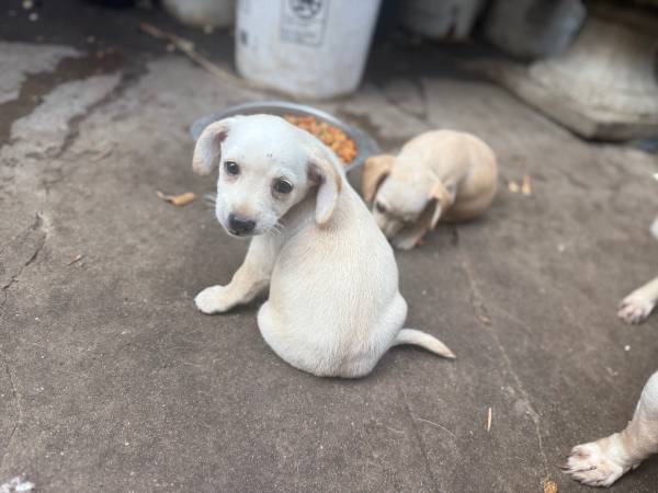 BUSCANDO UN HOGAR AMOROSO (San Diego)63841744849539122