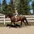 Versatile Warmblood Gelding for Sale 11 thumbnail