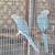 Indian Ringnecks 2 thumbnail
