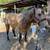 Black Mare 3 thumbnail