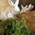 New Zealand Rabbits For sale 4 thumbnail