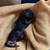 Bottle kitty 2 thumbnail