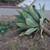 Agave attenuata 4 thumbnail