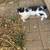 Rehoming farm kittens 3 thumbnail