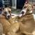 URGENT Help Rescue to Get dogs adopted - closing 9 thumbnail