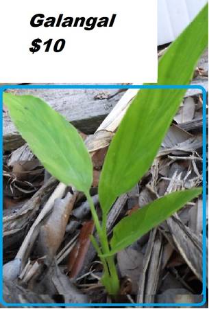 Banana tree, Curry leaf plant, Cassava, Galangal, Pomegranate, etc 1