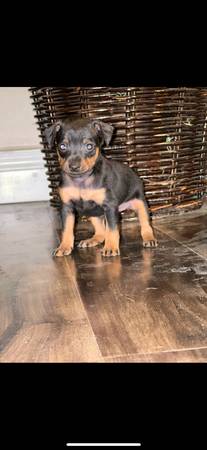 Miniature pinchers puppies ?63920016353538123