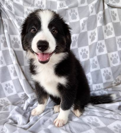 Cruce entre Pastor Australiano y Border Collie
