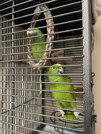Loros de nuca amarilla (macho, hembra) (Daly City)63696489698561121
