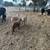 Sheep 4 thumbnail