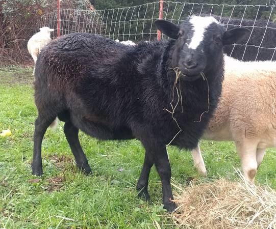 Unique Black & White Katahdin Ram Lamb 1