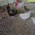 Bantam chickens 6 thumbnail