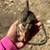 Gamefowl Chicks 3 thumbnail